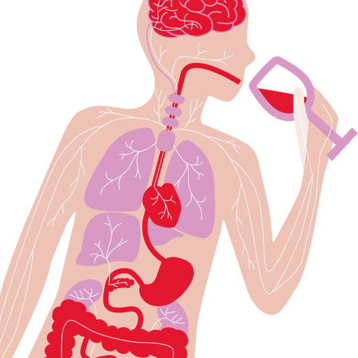 Wat gebeurt er als je te veel drinkt?