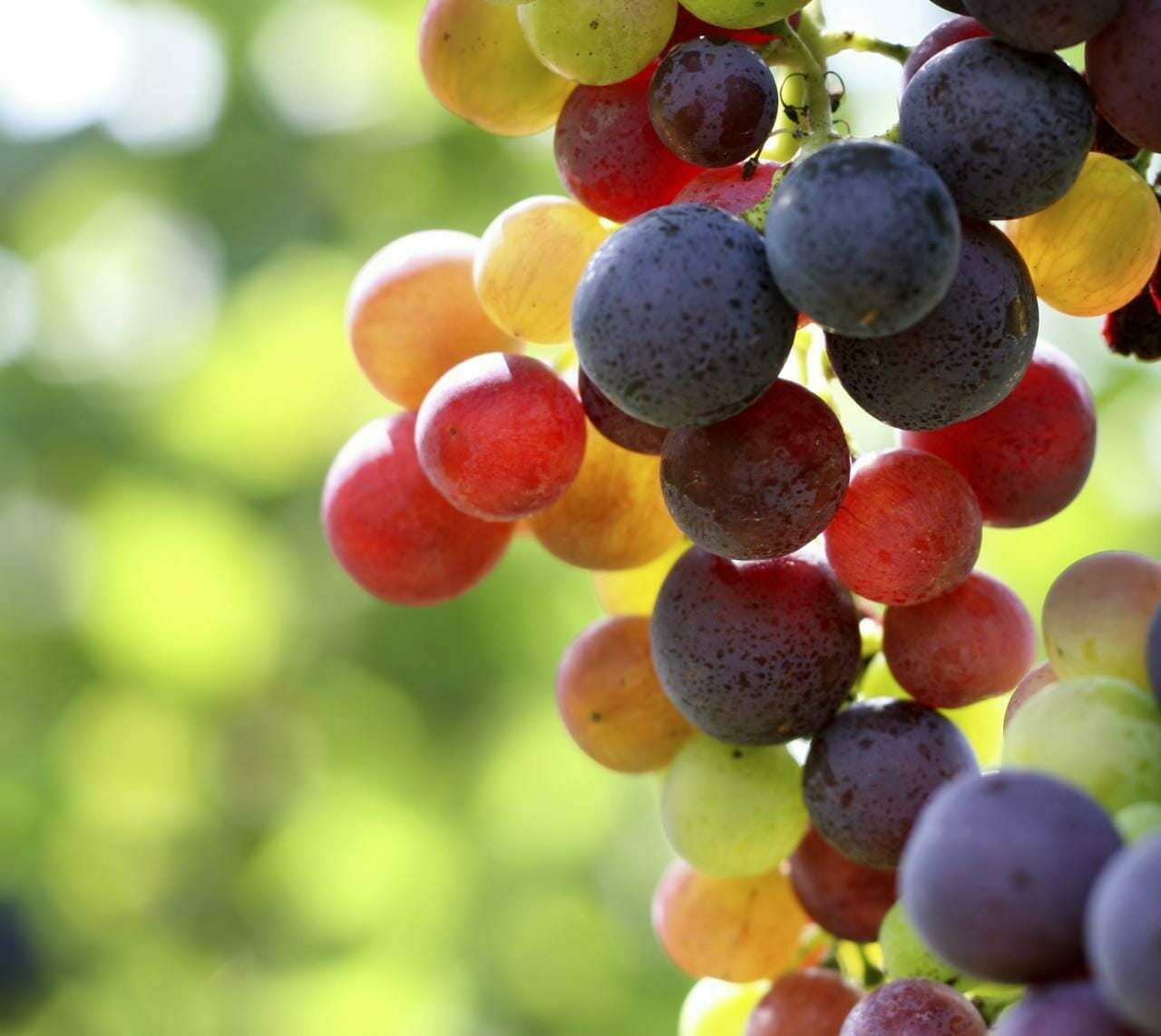 Waar wordt alcohol van gemaakt? ALCOHOLinfo.nl